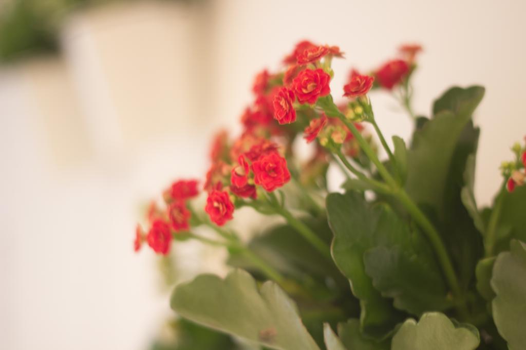 Апартаменты Romeheart Номер фото